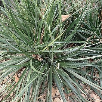 Dyckia niederleinii unspecified picture