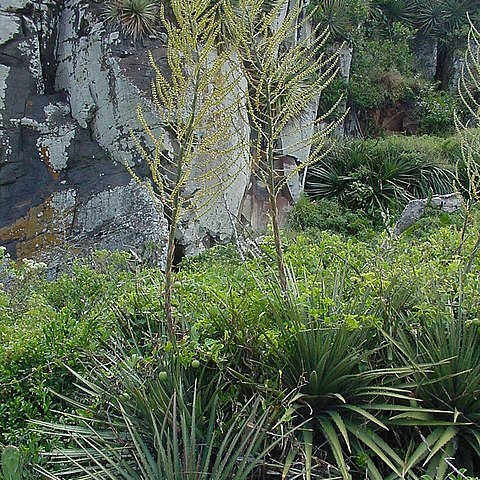 Dyckia maritima unspecified picture