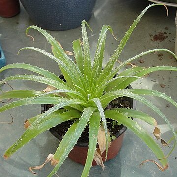 Dyckia richardii unspecified picture