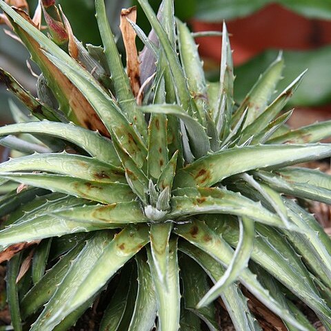 Dyckia reitzii unspecified picture