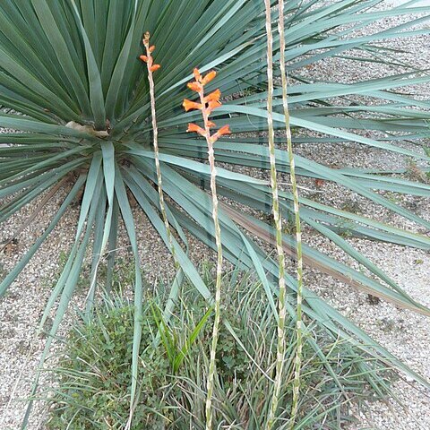 Dyckia remotiflora unspecified picture