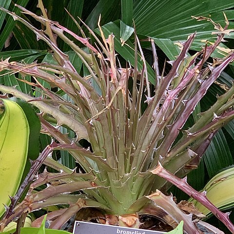 Dyckia burle-marxii unspecified picture