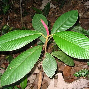 Dipterocarpus baudii unspecified picture