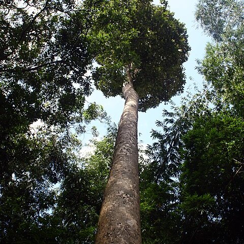 Dipterocarpus zeylanicus unspecified picture