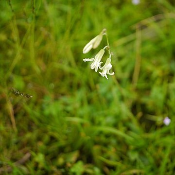 Dipcadi montanum unspecified picture