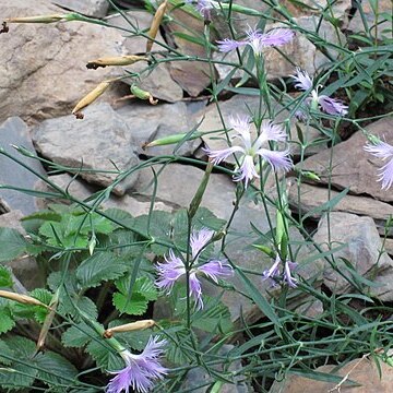 Dianthus pygmaeus unspecified picture