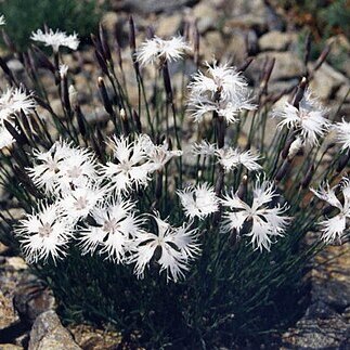 Dianthus petraeus unspecified picture