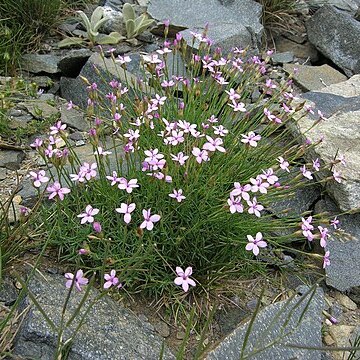 Dianthus arpadianus unspecified picture