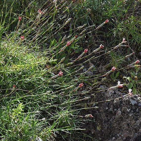 Dianthus xylorrhizus unspecified picture