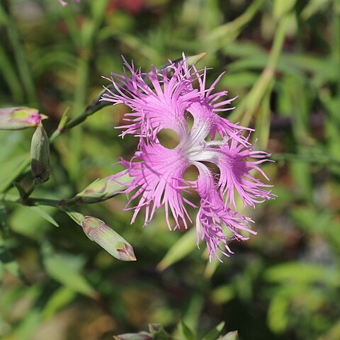 Dianthus longicalyx unspecified picture