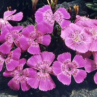 Dianthus callizonus unspecified picture