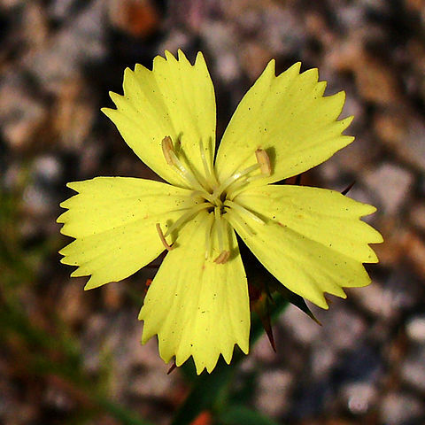 Dianthus knappii unspecified picture