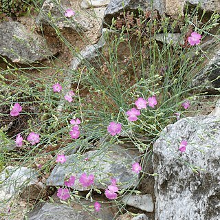 Dianthus gracilis unspecified picture