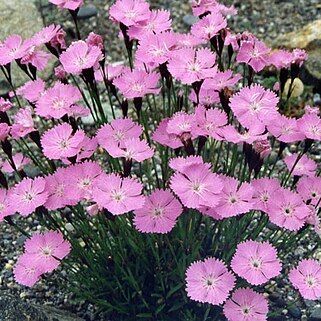 Dianthus nitidus unspecified picture