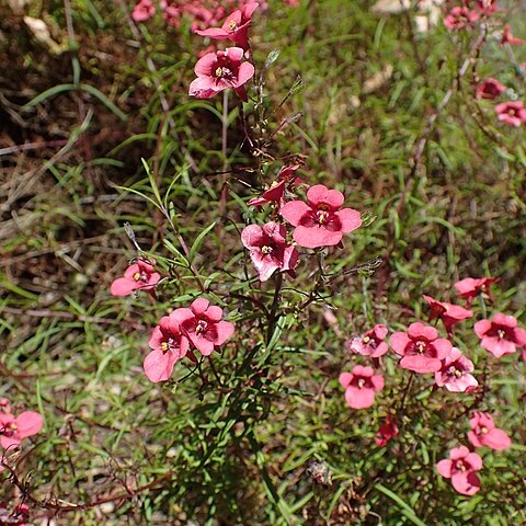 Diascia patens unspecified picture