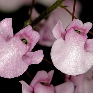 Diascia personata unspecified picture