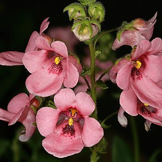 Diascia vigilis unspecified picture