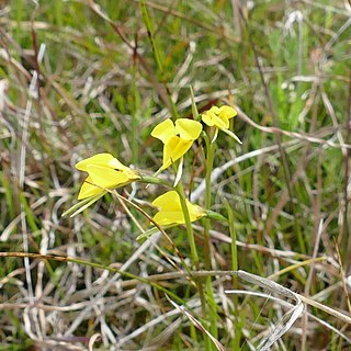 Diuris gregaria unspecified picture