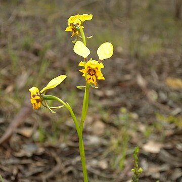 Diuris nigromontana unspecified picture