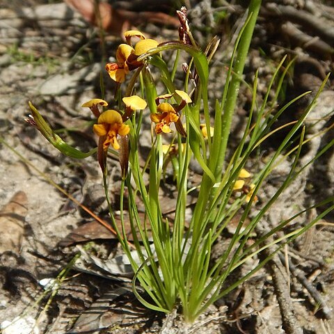 Diuris palustris unspecified picture