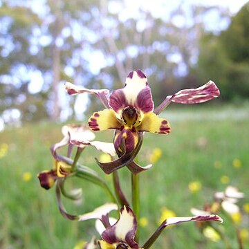 Diuris pardina unspecified picture