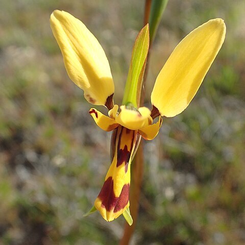 Diuris picta unspecified picture