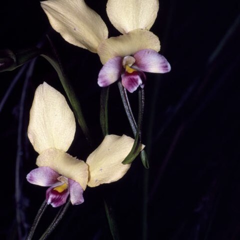 Diuris pulchella unspecified picture