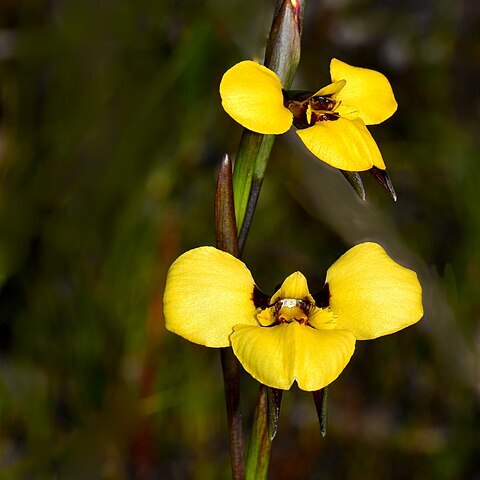 Diuris purdiei unspecified picture