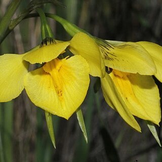 Diuris protena unspecified picture