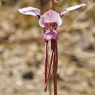 Diuris arenaria unspecified picture