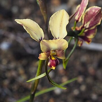 Diuris hazeliae unspecified picture