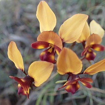 Diuris tinkeri unspecified picture