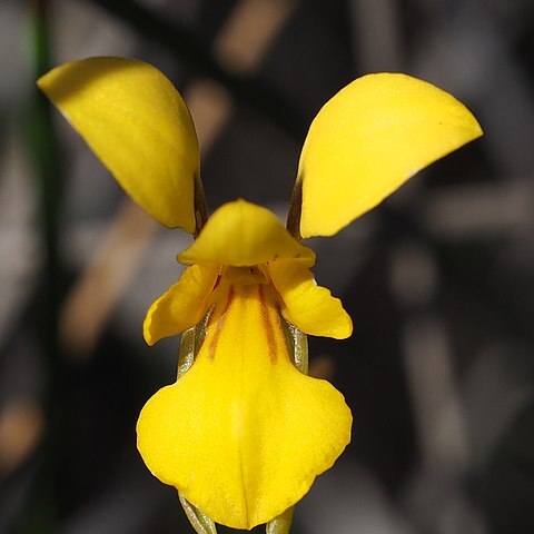 Diuris laevis unspecified picture