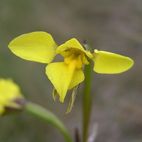 Diuris monticola unspecified picture