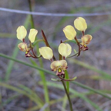 Diuris recurva unspecified picture