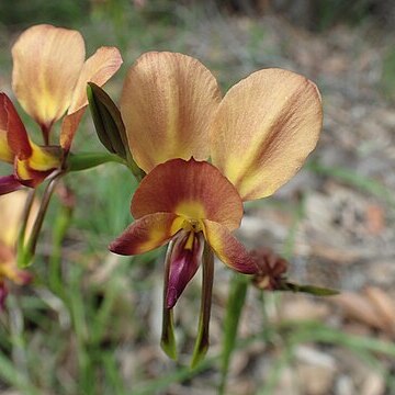 Diuris jonesii unspecified picture