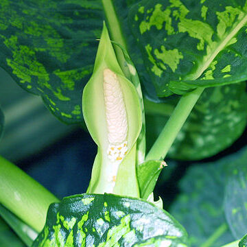 Dieffenbachia unspecified picture