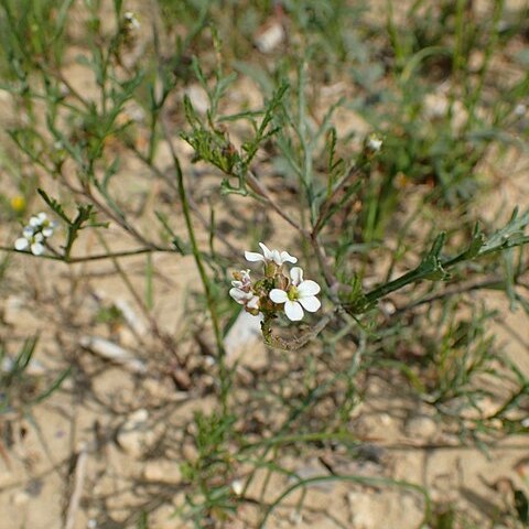 Didesmus aegyptius unspecified picture