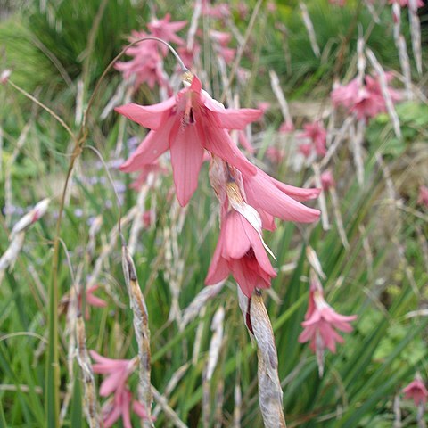 Dierama unspecified picture