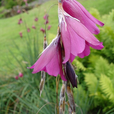 Dierama dracomontanum unspecified picture