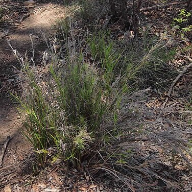 Cleistochloa unspecified picture