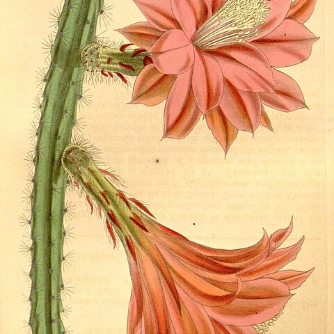 Disocactus x mallisonii unspecified picture