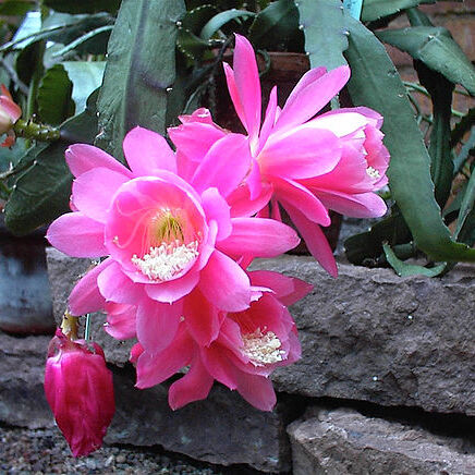 Disocactus phyllanthoides unspecified picture