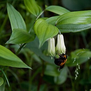 Disporum unspecified picture