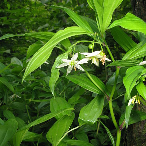 Disporum viridescens unspecified picture