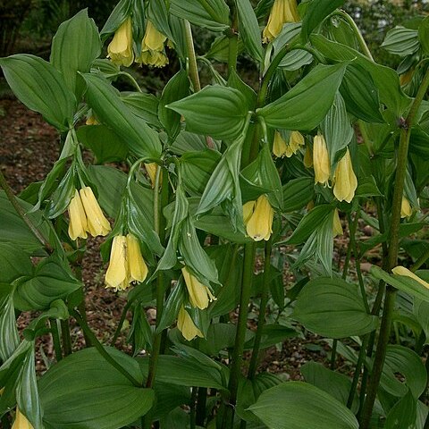 Disporum uniflorum unspecified picture