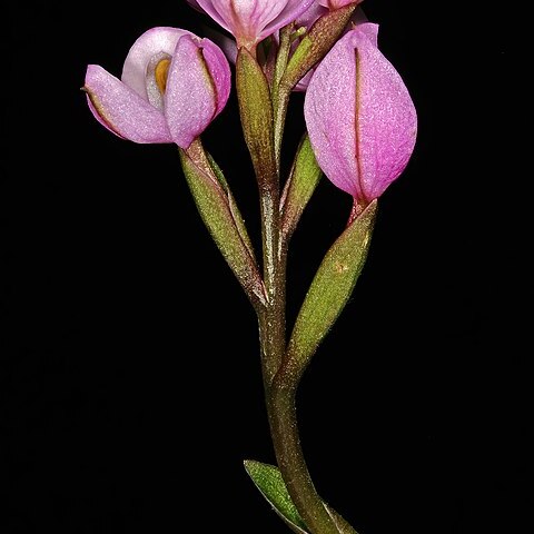 Disa pillansii unspecified picture