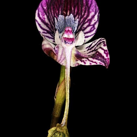 Disa spathulata subsp. spathulata unspecified picture