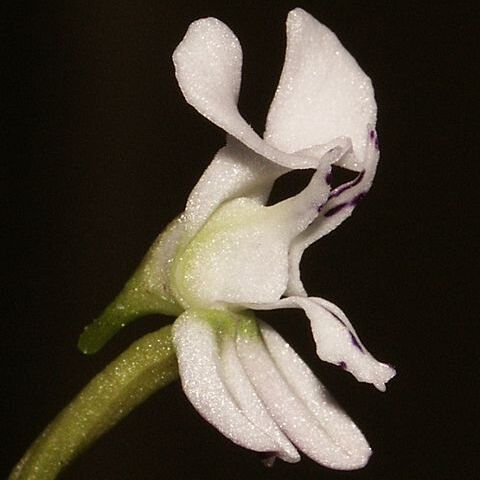 Disa sagittalis unspecified picture