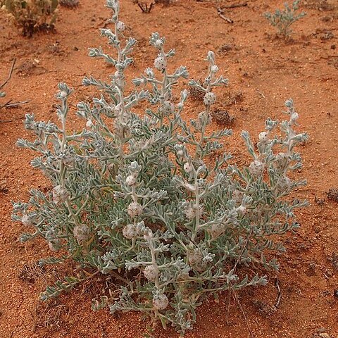 Dissocarpus paradoxus unspecified picture